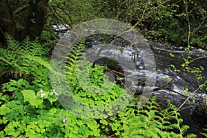 Forest Flowing Stream Flowers Ferns