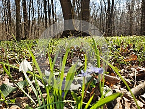 Forest spring flowers with a snowdrop