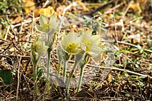 Forest spring flowers snowdrops in the forest, may