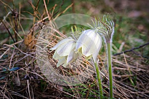 Forest spring flowers snowdrops in the woods,