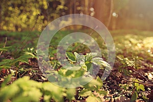 Forest spring grass flowers sunlight closeup