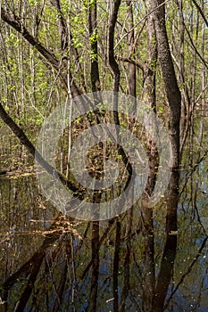 Forest spring landscape. Group of trees in water and reflection