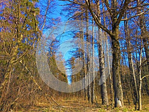 Forest in spring.