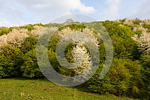 Forest spring metamorphosis from white to green tree