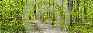 Forest in the Spring Panorama