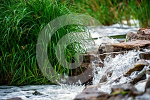 Forest spring or river flow landscape, calm nature background