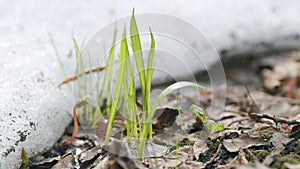 Forest spring snow melts on the ground green blades of grass sprout. Woodland with leaves and grass in spring.