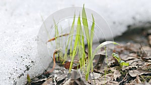 Forest spring snow melts on the ground green blades of grass sprout. Woodland with leaves and grass in spring.