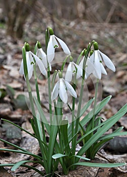 In the forest in spring snowdrops Galanthus nivalis bloom