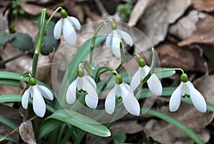 In the forest in spring snowdrops (Galanthus nivalis) bloom