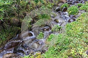 Forest spring, stream with green grass and rocks