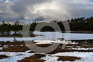 Forest spring swamp before a thunderstorm