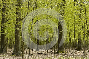 Forest in spring, trees with fresh leaves