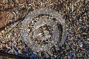 Forest spring water texture and little rocks underwater