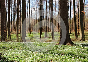 Forest in spring with white windflowers