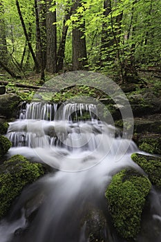 Forest spring in Yosemite Valley