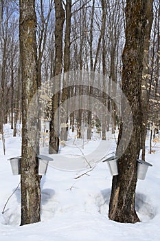 Forest in springtime during maple syrup season