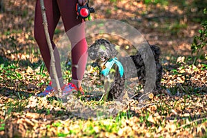 Forest Sprint: Little Maltipoo in Action