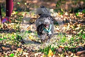 Forest Sprint: Little Maltipoo in Action