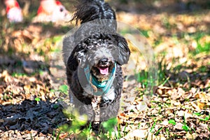 Forest Sprint: Little Maltipoo in Action