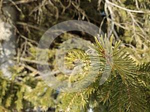 Forest spruce needles Russia