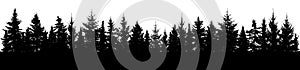 Forest of spruce trees silhouette. Coniferous spruce panorama. photo