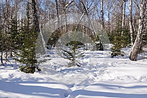 A forest of spruces and birches buried in the snow. Winter weekend concept. Walk in the park