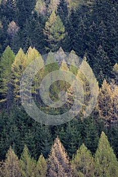 Forest of spruces and larches in spring