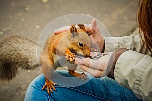 Forest squirrel eating sunflower seeds from a hand