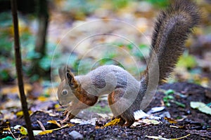 In the forest squirrel hides nuts for the winter. Stored