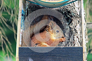 A forest squirrel nibbles nuts in a feeder