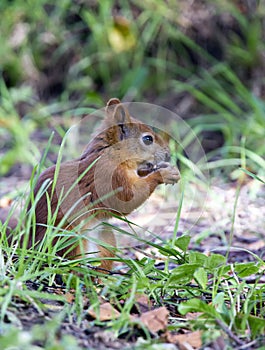 Forest squirrel on a sunny day