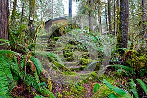 Forest Stairs in Oregon
