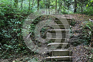 Forest stairs - Jankovac, Papuk, Croatia