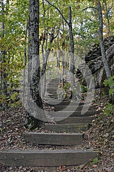 Forest Stairway