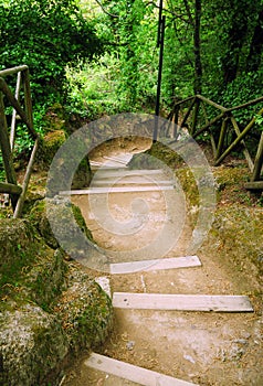 Forest stairway