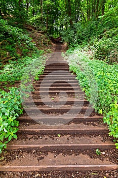 Forest stairway