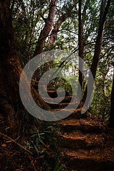 Forest Stairway to Seclusion