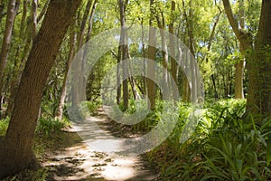 Forest in Stellenbosch, South Africa