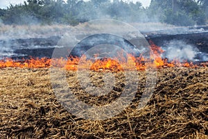 Forest and steppe fires dry completely destroy the fields and steppes during a severe drought. Disaster brings regular damage to