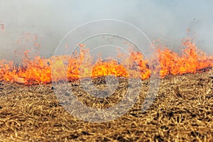 Forest and steppe fires dry completely destroy the fields and steppes during a severe drought. Disaster brings regular damage to