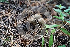 Forest still life - cones, toadstools, tree