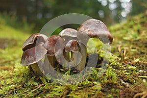 Forest still life with mushrooms photo