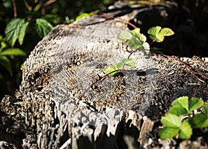 Forest still life of strawberry leaves on an old stump