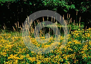 Forest still life in the summer