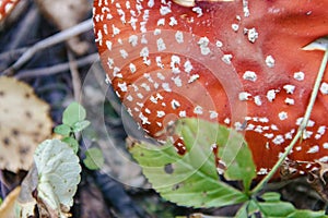 Forest still life. Top view on fly agaric hat