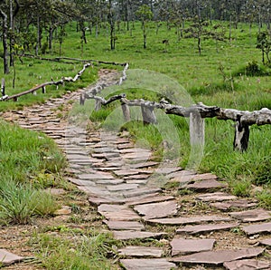 Forest stone pathway