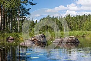 Forest stony lake with flowers