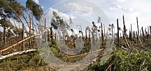 Forest storm damage