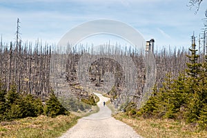 Forest after_Storm_Sumava